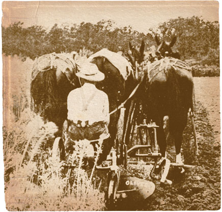 A vintage photo of an Oliver No. 11 sulky plow doing good work plowing down high weeds. The No. 11 sulky plow remained in the Oliver line-up from about 1910 into the 1940s.